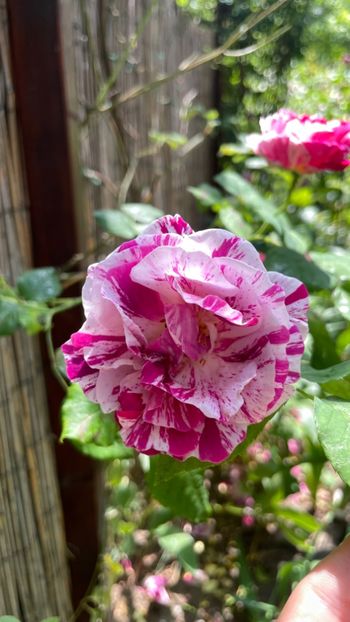 8FD1A561-CF45-46A1-B9D1-D98D4DD1FDB9 - Honorine de Brabant