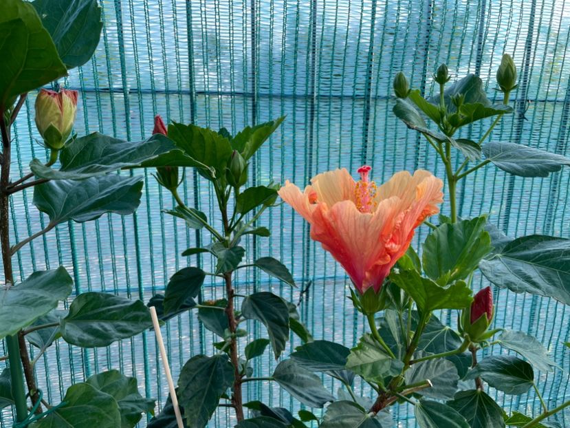 0E17F26B-1130-4D15-A18A-2BB55DFBB1FC - 001 - Hibiscusi