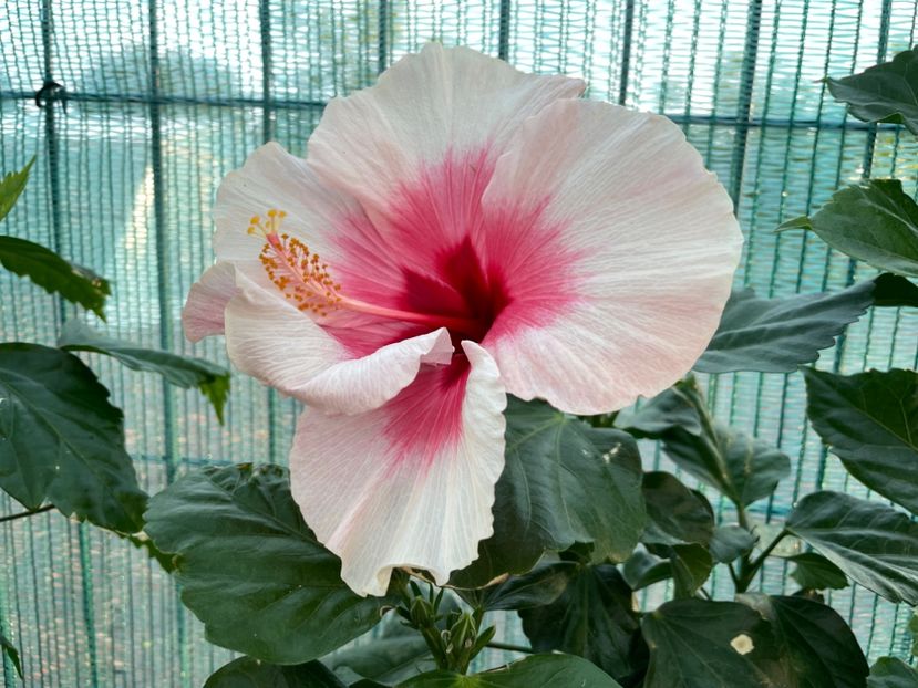 DABA322D-6BE3-40F2-8F8C-4D4AD489648F - 001 - Hibiscusi