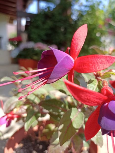 24.05 - gradina 2023