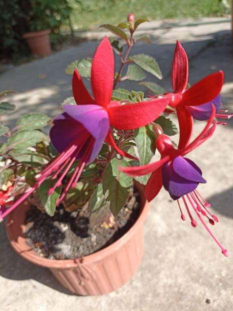 24-05 - gradina 2023