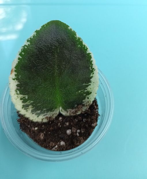  - ND First Class 2 zzz