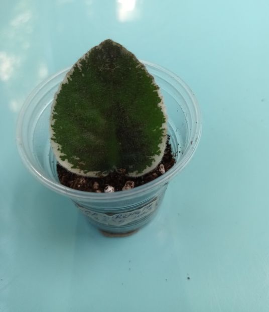  - Inner Strength zzz