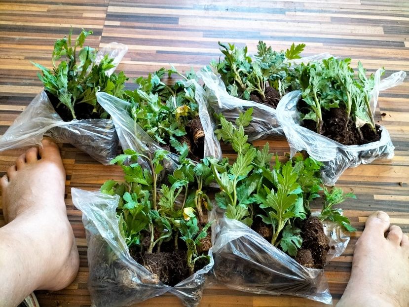 IMG20230524115930 - Mai 2023 vol 1