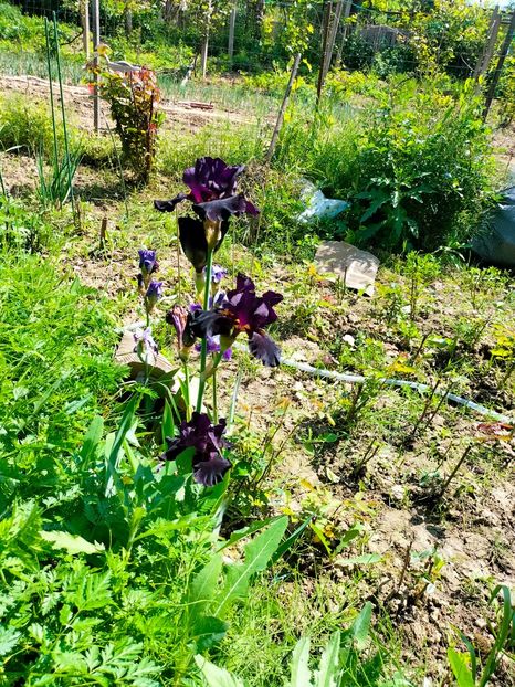 IMG20230524111130 - Mai 2023 vol 1