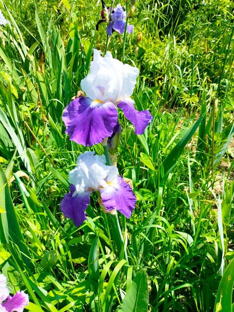 IMG20230524110940 - Mai 2023 vol 1