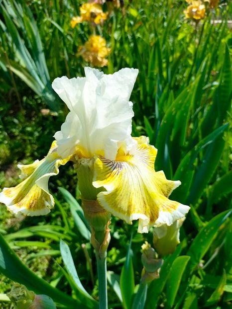 IMG20230524110830 - Mai 2023 vol 1