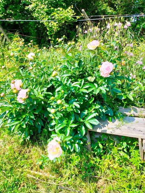 IMG20230524110531 - Mai 2023 vol 1