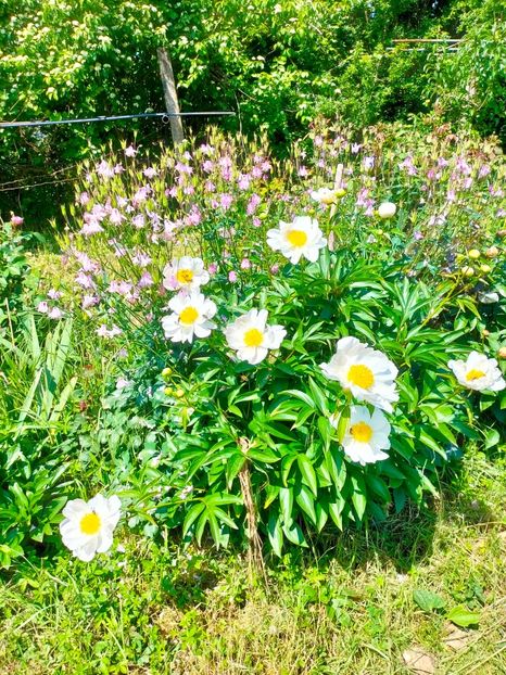 IMG20230524110514 - Mai 2023 vol 1