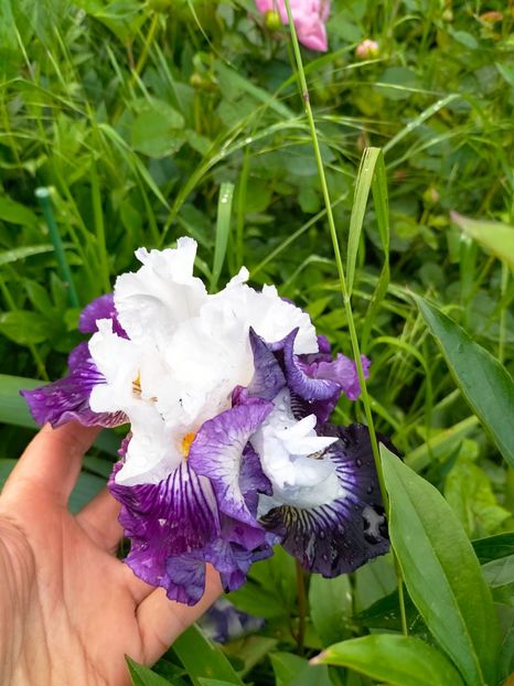 IMG20230523193239 - Mai 2023 vol 1