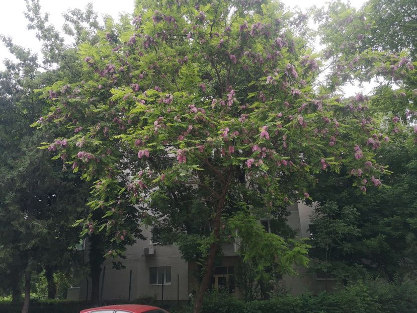  - arbori ornamentali 2023