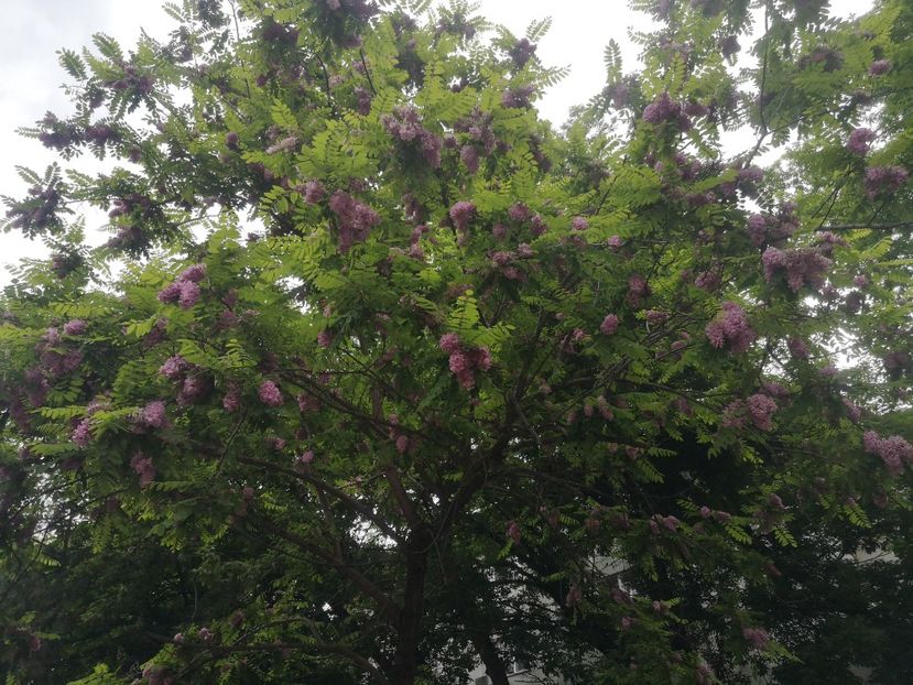  - arbori ornamentali 2023