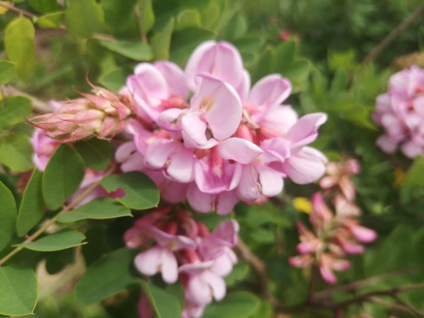  - arbori ornamentali 2023