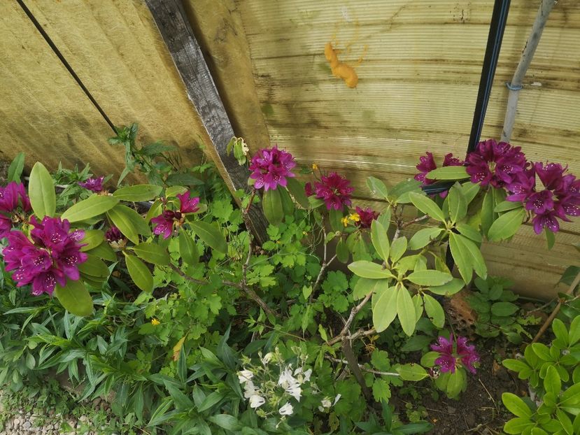  - arbori ornamentali 2023