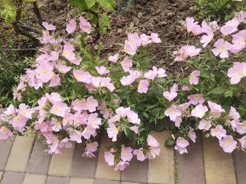  - Gradina flori