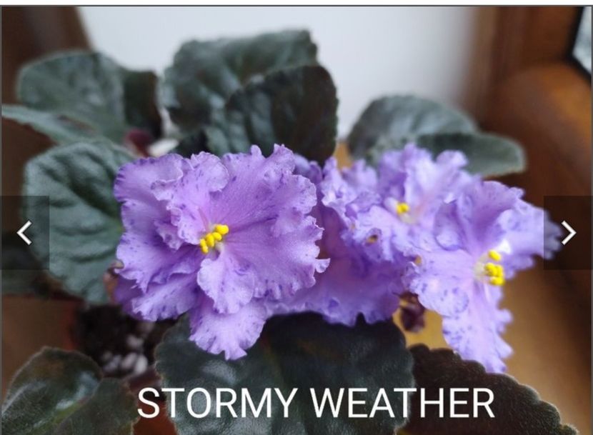 Screenshot_20230524_194716 - Stormy Weather