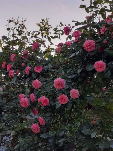  - Heillige Elisabeth 2023