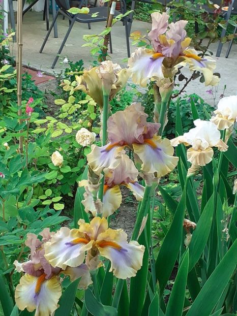  - 0001 - IRIȘI 2023