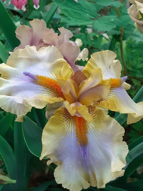  - 0001 - IRIȘI 2023