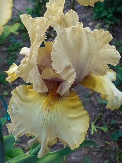  - 0001 - IRIȘI 2023