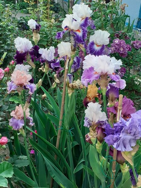  - 0001 - IRIȘI 2023