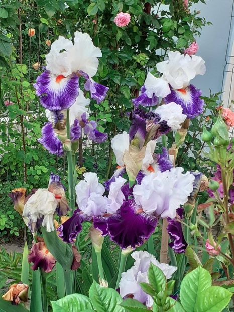  - 0001 - IRIȘI 2023