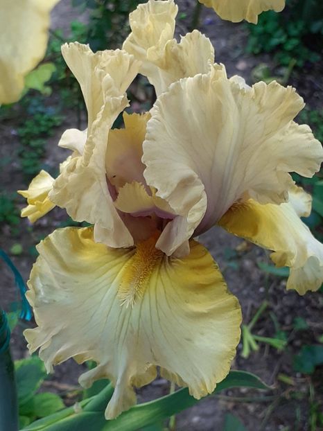  - 0001 - IRIȘI 2023