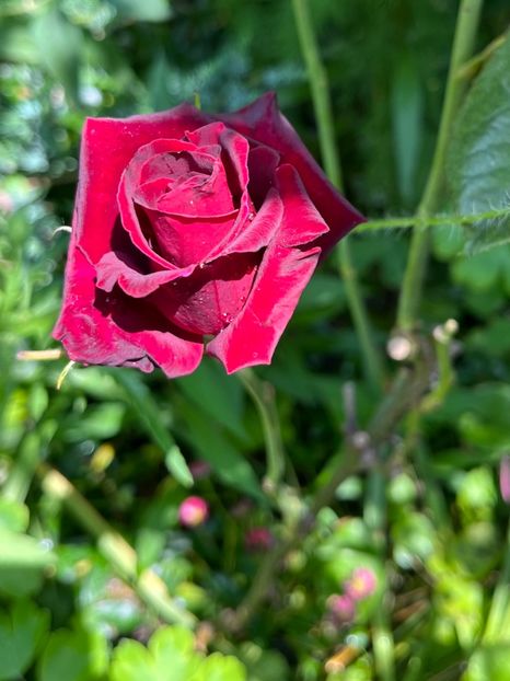 9DEB94DF-F52D-471A-AA5B-45DF5DDE23B0 - Trandafiri 2023