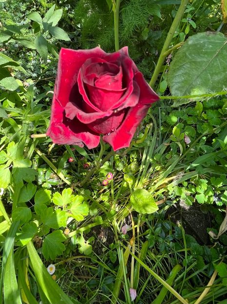 BB29FA40-A264-4BED-BB35-CDD44BF71115 - Trandafiri 2023