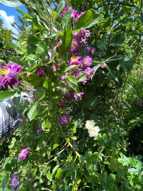 6DF09A96-443C-4658-8B8E-87B905A1F4DC - Trandafiri 2023