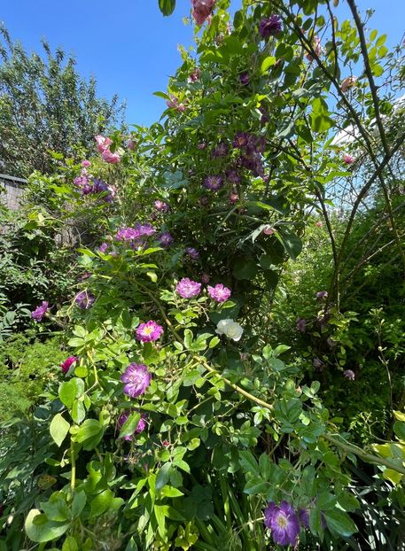 2E2F3C32-DDB1-40DB-9537-39F56AC62907 - Trandafiri 2023