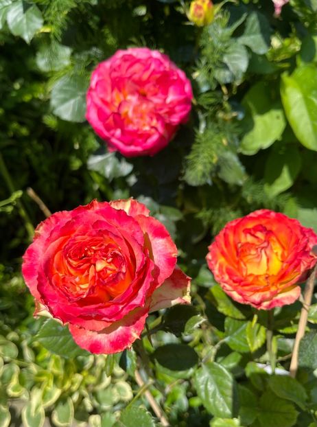 EEBDE9FC-492E-4B16-965E-B24A3CF0671E - Trandafiri 2023