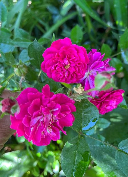 CA69C8DC-E582-45C6-BF73-89639B430F24 - Trandafiri 2023