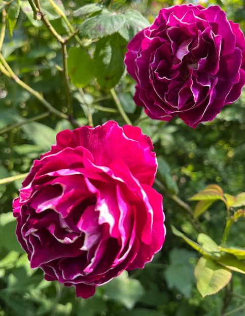 BA26D17E-6AC2-4A9A-99B9-5FD8CAEB759C - Trandafiri 2023