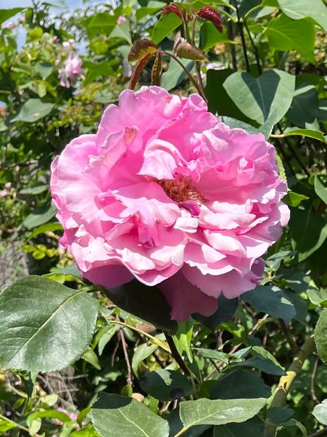 62B315ED-24F0-49D7-A217-5DB93E87A61B - Trandafiri 2023