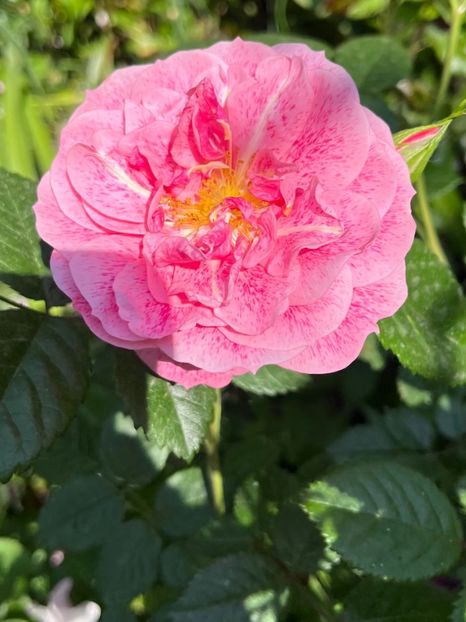 767AC996-4B95-4DD8-AFC6-456C9C82DBAE - Trandafiri 2023