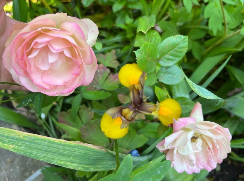 9C1CD9C6-5EC7-4871-8C78-5728EC792887 - Trandafiri 2023