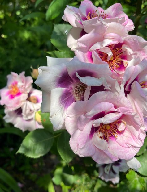 C6F25EF3-41AA-4159-B4AF-6DBD5B1819B6 - Trandafiri 2023