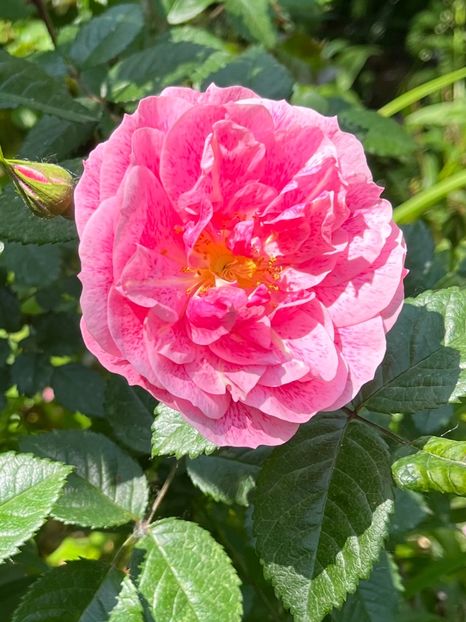 638D01B0-53B7-4C38-BB51-3AE130F2FD59 - Trandafiri 2023