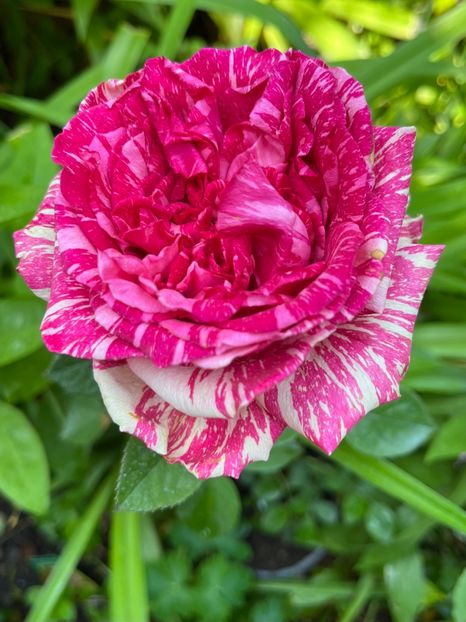 07436E08-475F-4F49-9158-EC156A0C4602 - Trandafiri 2023