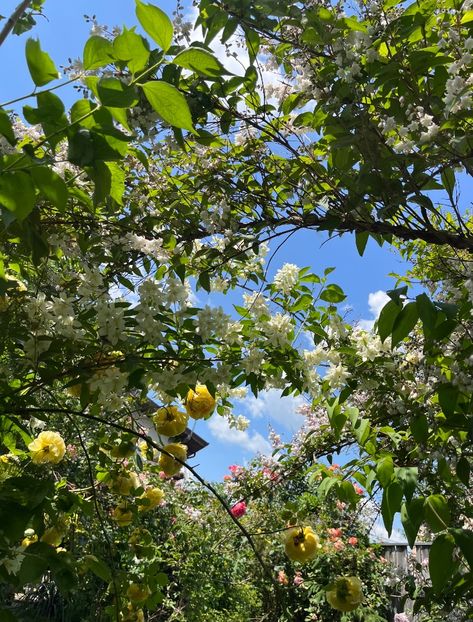 543DDAF0-45AC-4B99-A024-56058C96F19C - Trandafiri 2023