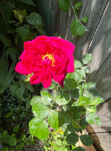 DEA3C203-A8CD-4547-9FA9-21D43ED147B2 - Trandafiri 2023