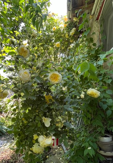 2D962A8D-43CA-47DD-9B35-AB27B0802167 - Trandafiri 2023