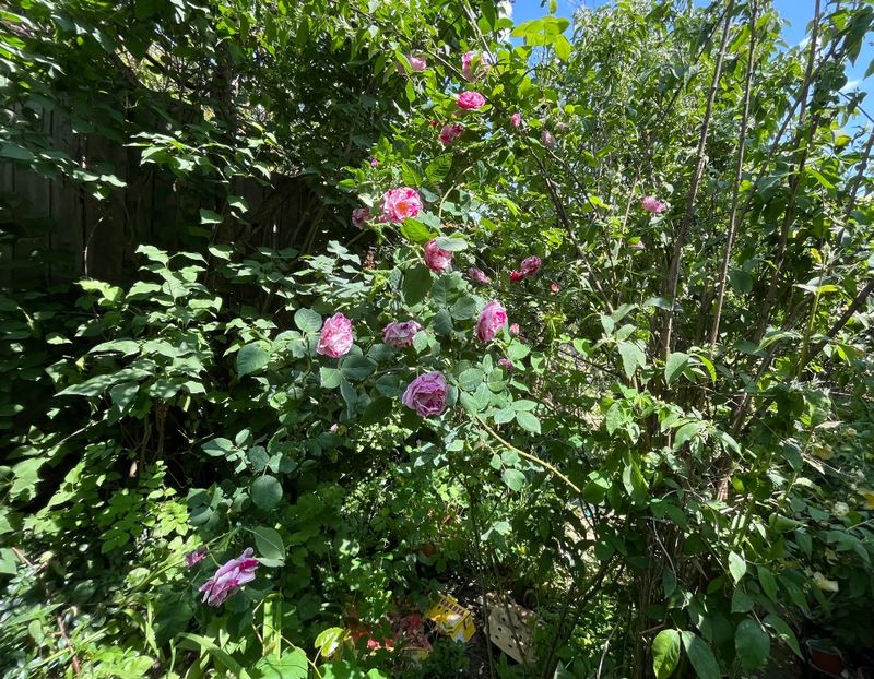 389A3212-A982-4BBF-84B7-2CB99AEE1E20 - Trandafiri 2023