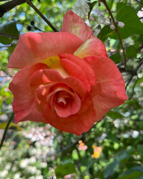 107C62E2-31CB-405C-966C-65F04D1E77BC - Trandafiri 2023