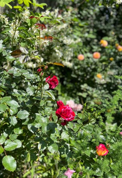 196F2132-8502-4CB6-AAEC-45C7ECDB7767 - Trandafiri 2023