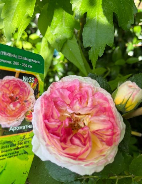 A9128A0B-657E-468E-BB97-9DD4B68FF78A - Trandafiri 2023