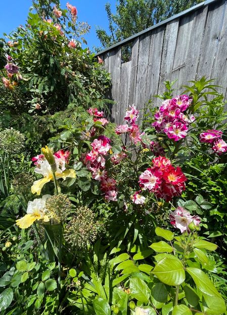 9ED76E75-495A-4C6A-B1A3-2E5BA2637B85 - Trandafiri 2023