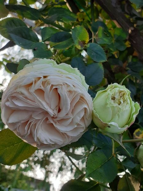  - Palais Royale 2022 - 2023-2024