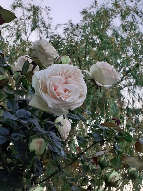  - Palais Royale 2022 - 2023-2024